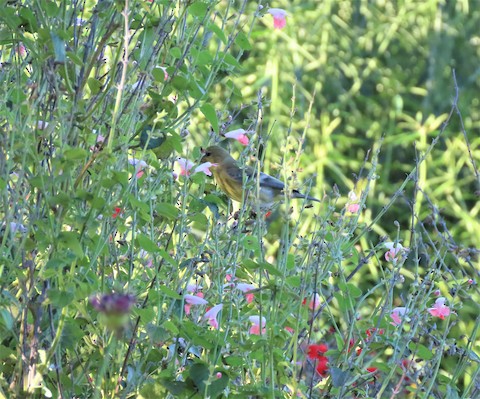 American Goldfinch - Lena Hayashi