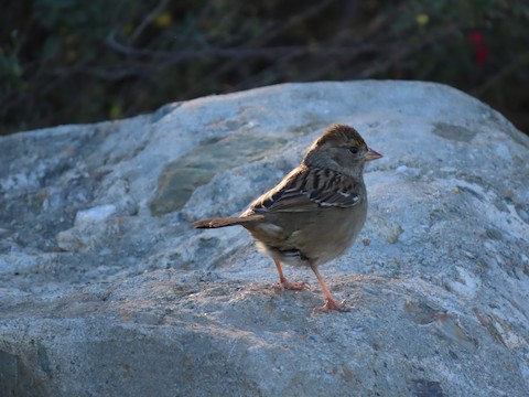 White-crowned Sparrow - Lena Hayashi