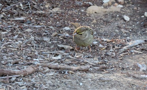 Golden-crowned Sparrow - Lena Hayashi