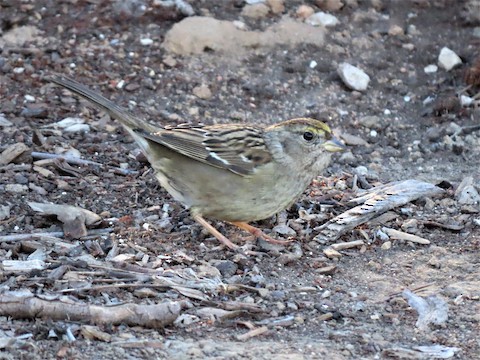 Golden-crowned Sparrow - Lena Hayashi