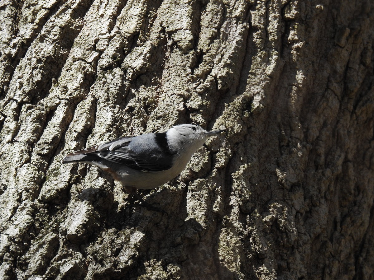 White-breasted Nuthatch - ML392277661