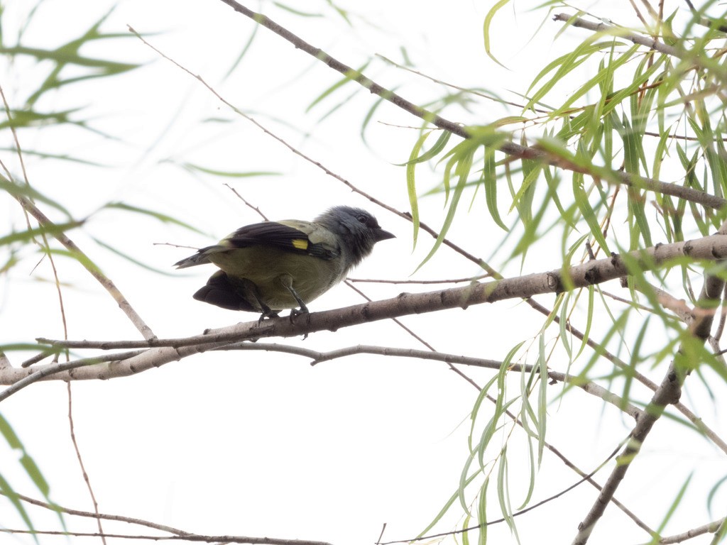 Yellow-winged Tanager - ML392281901