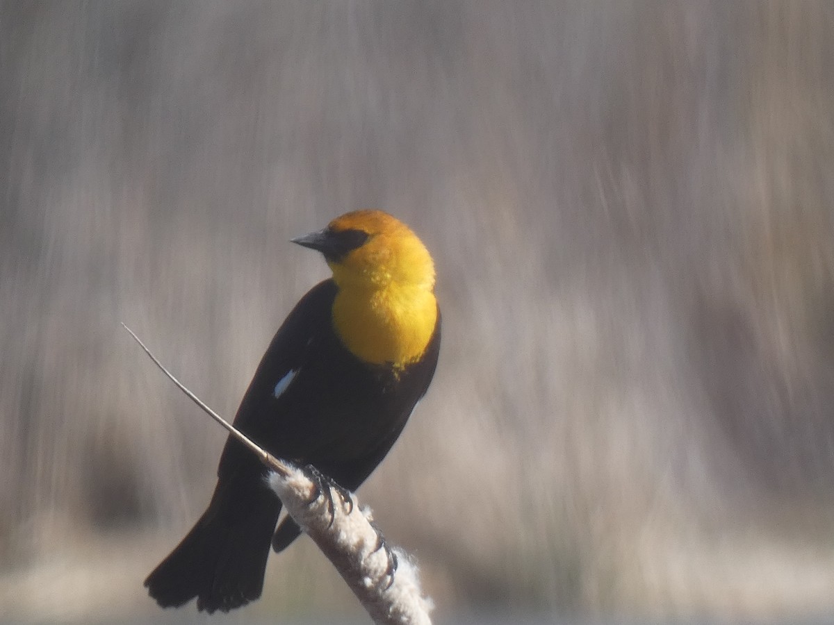 Yellow-headed Blackbird - ML392282351