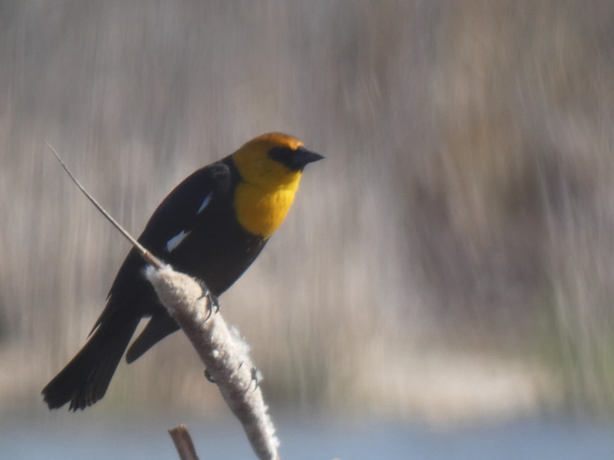 Yellow-headed Blackbird - ML392282371