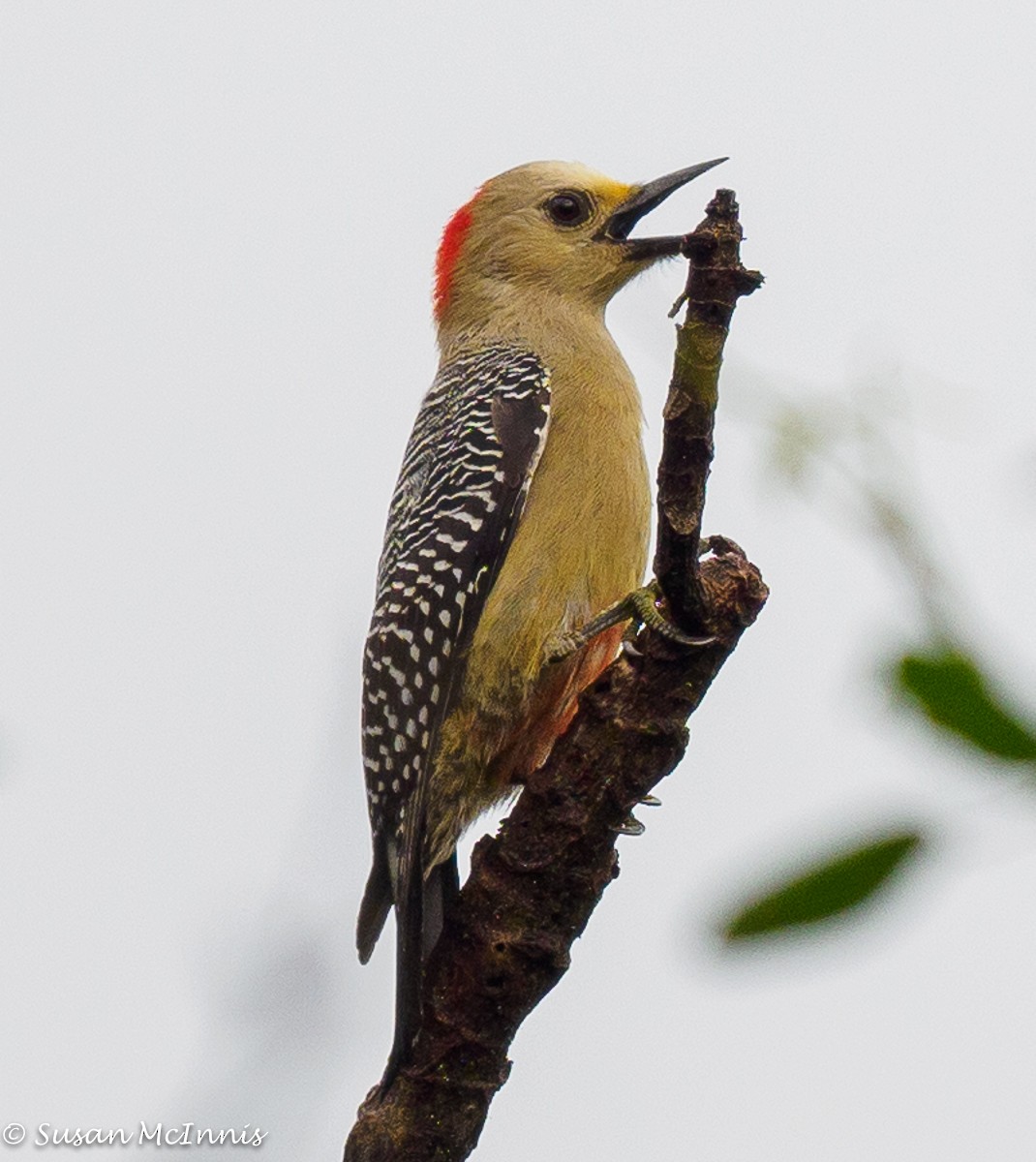 Yucatan Woodpecker - ML392285961