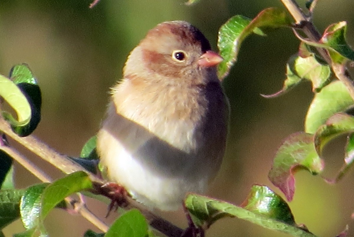 Field Sparrow - Eric R