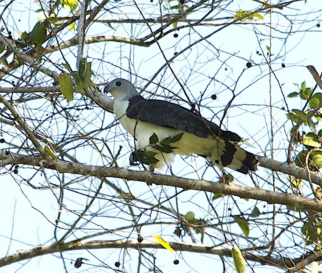 Gray-headed Kite - Armida Madngisa