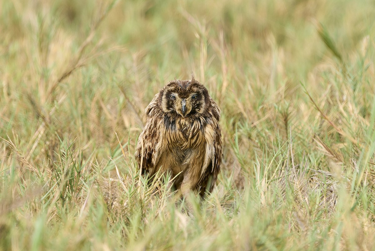 Short-eared Owl - Luis Salazar Vargas