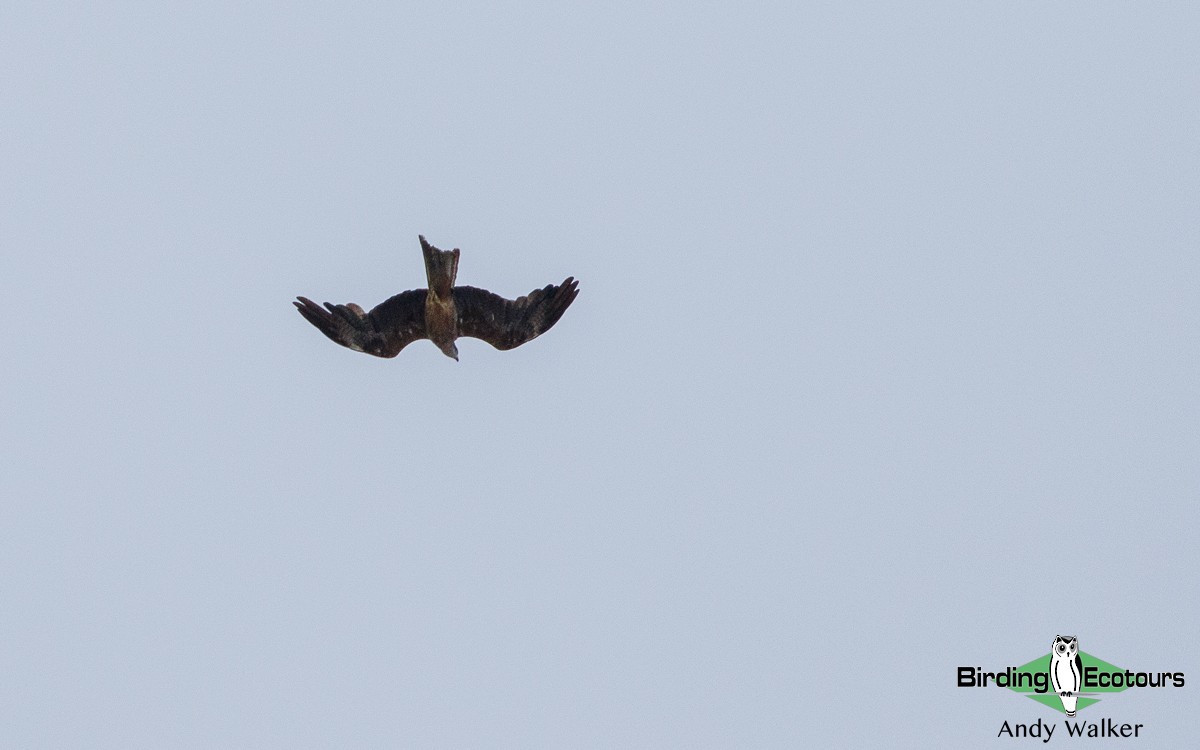 Black Kite - Andy Walker - Birding Ecotours
