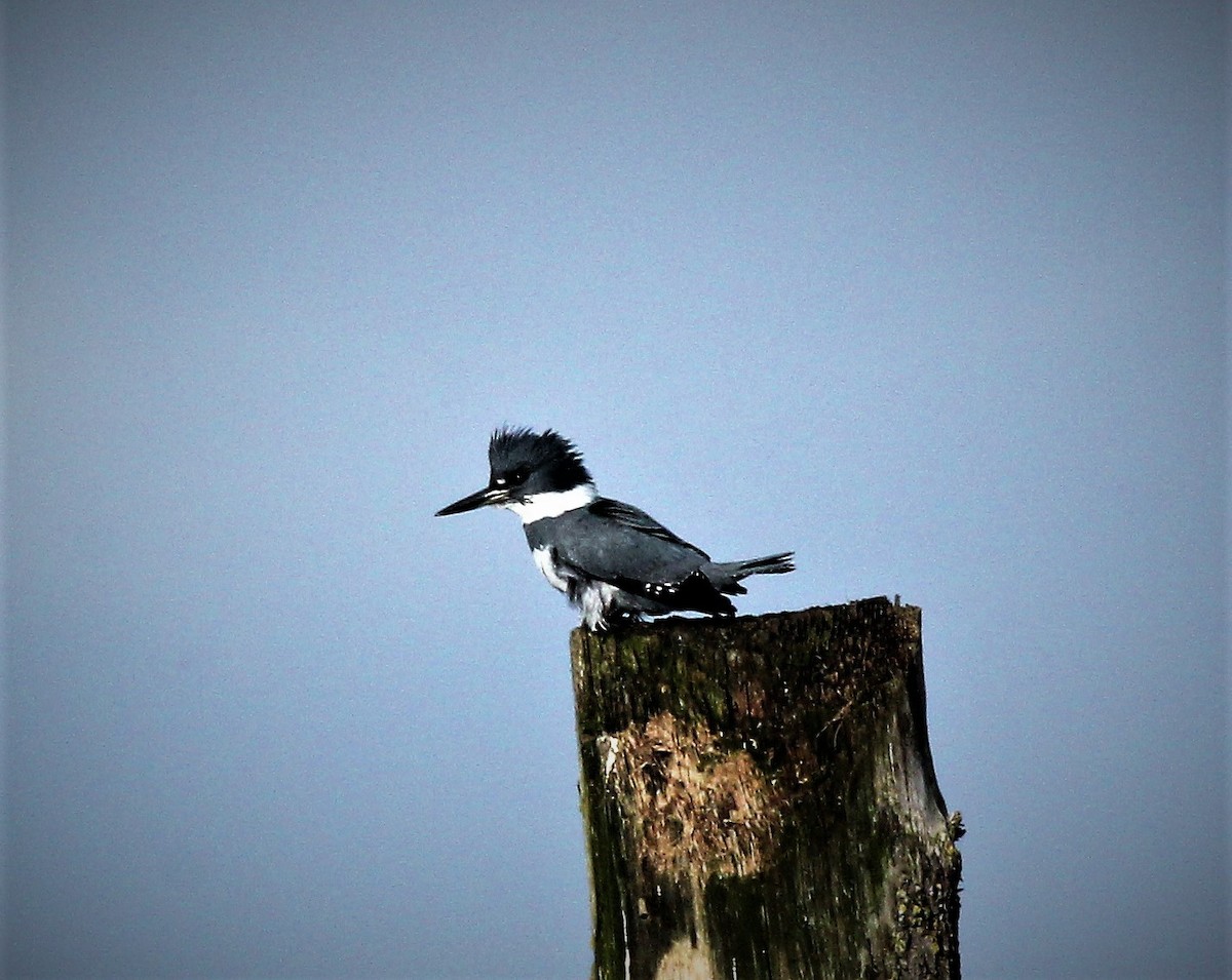 Belted Kingfisher - ML392312111