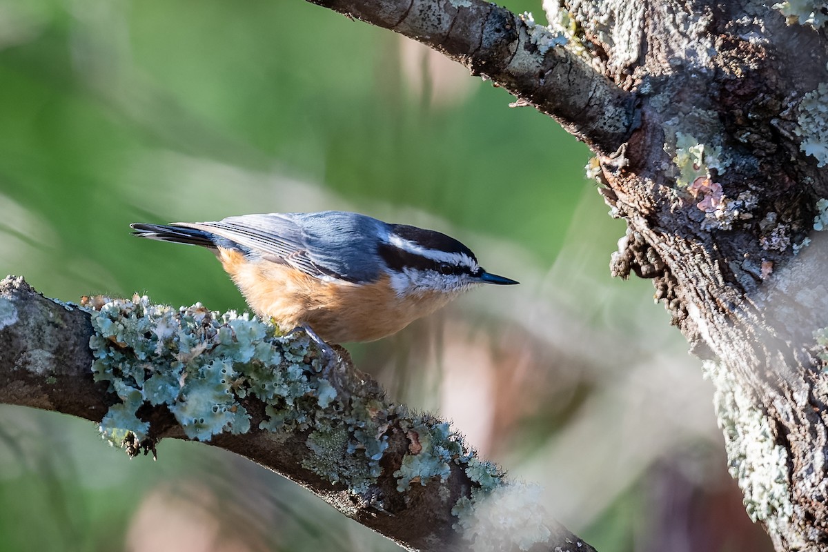 Red-breasted Nuthatch - N KC
