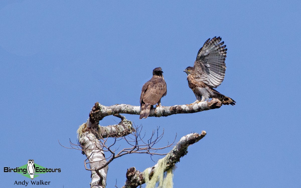 Sulawesi Hawk-Eagle - Andy Walker - Birding Ecotours