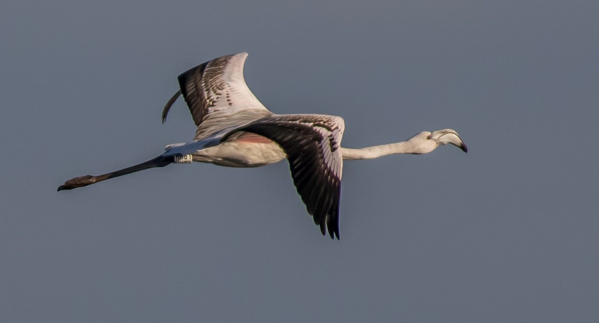 Greater Flamingo - Francisco Pires
