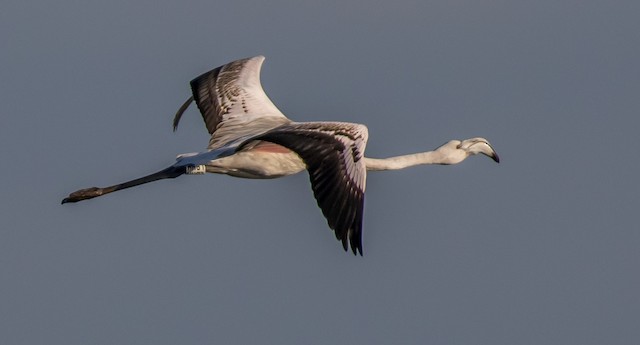 Formative Greater Flamingo - Greater Flamingo - 