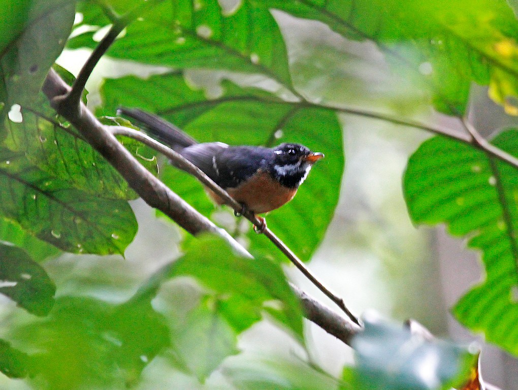 Chestnut-bellied Fantail - Peter Candido
