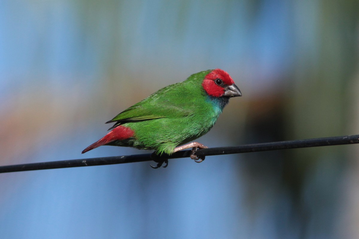 Fiji Papağan İspinozu - ML392317161