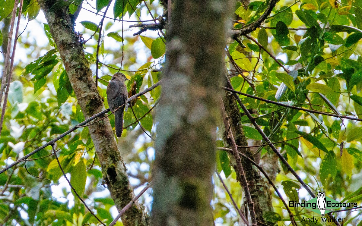 Brush Cuckoo (Sulawesi) - ML392321661