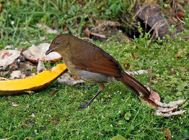 Female. - Crested Satinbird - 