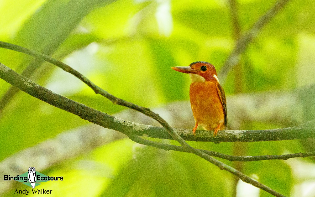 Sulawesi Dwarf-Kingfisher - Andy Walker - Birding Ecotours