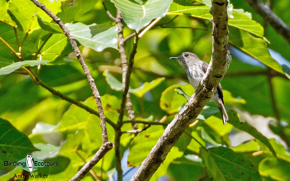 Sulawesi Brown Flycatcher - Andy Walker - Birding Ecotours
