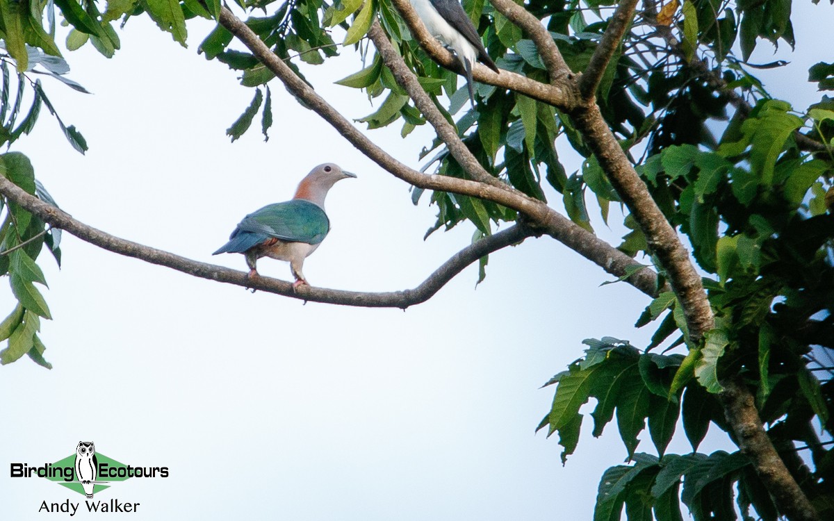 Green Imperial-Pigeon (Rufous-naped) - Andy Walker - Birding Ecotours