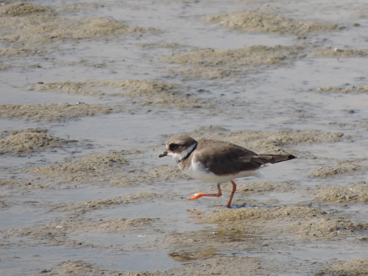 Common Ringed Plover - Peter Bono