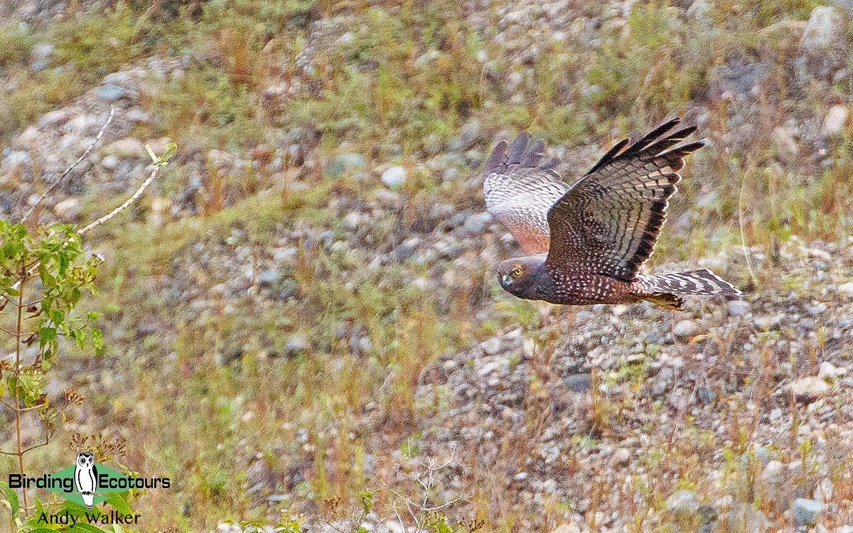 Spotted Harrier - Andy Walker - Birding Ecotours