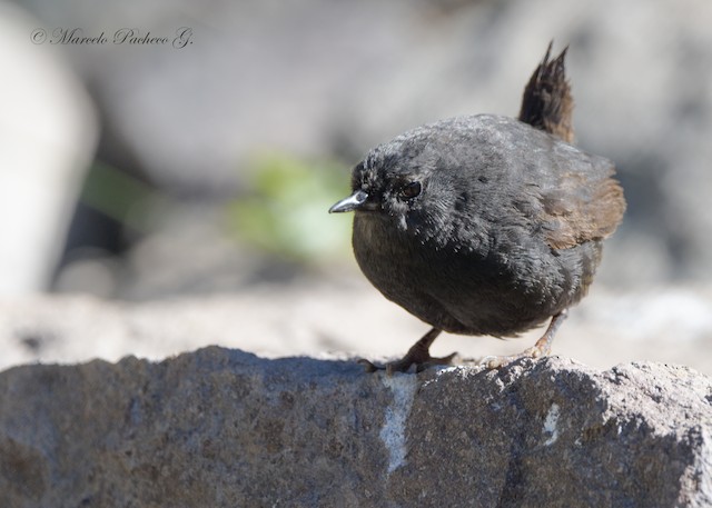 Formative Plumage frontal view. - Magellanic Tapaculo - 