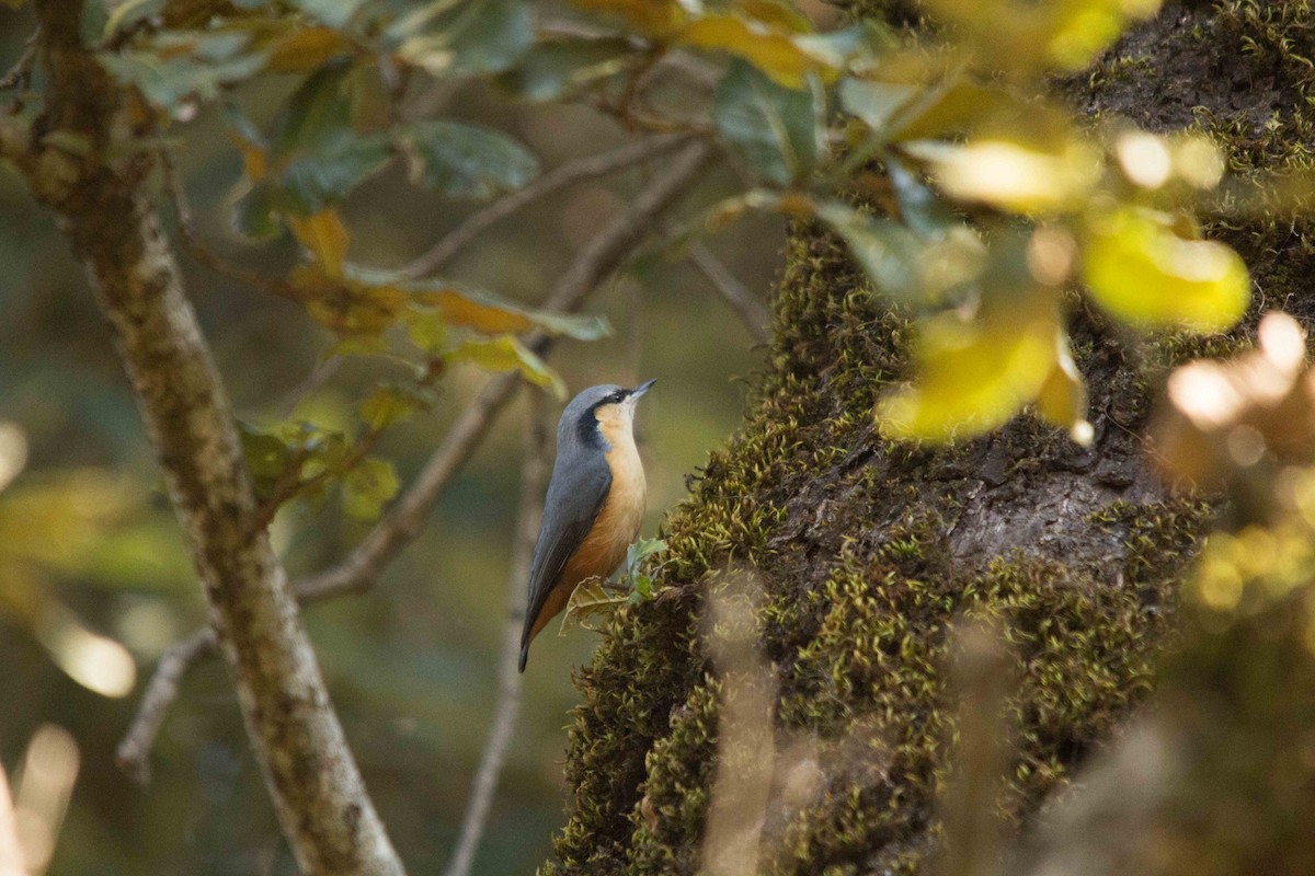 White-tailed Nuthatch - Abhijeet  Avate