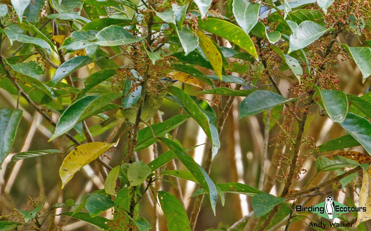 Sulawesi Leaf Warbler - ML392333321