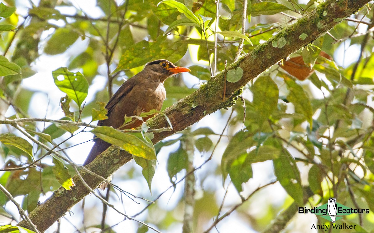 Sulawesi Thrush - Andy Walker - Birding Ecotours