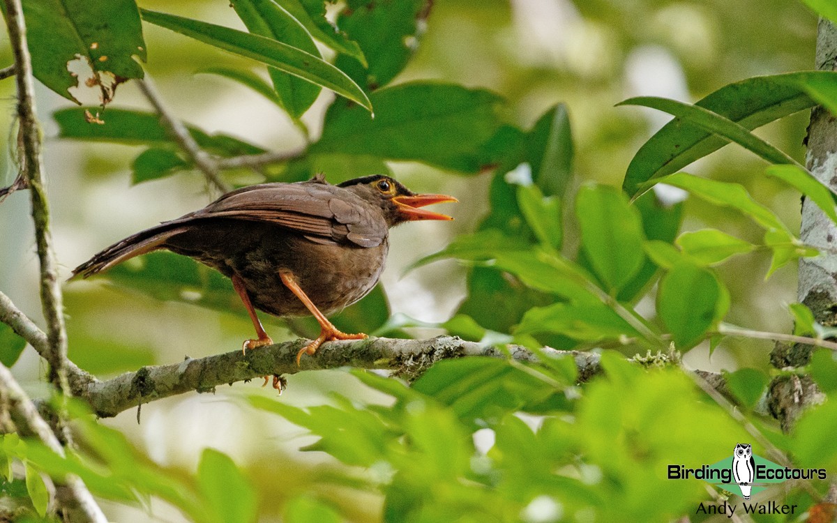 Sulawesi Thrush - Andy Walker - Birding Ecotours