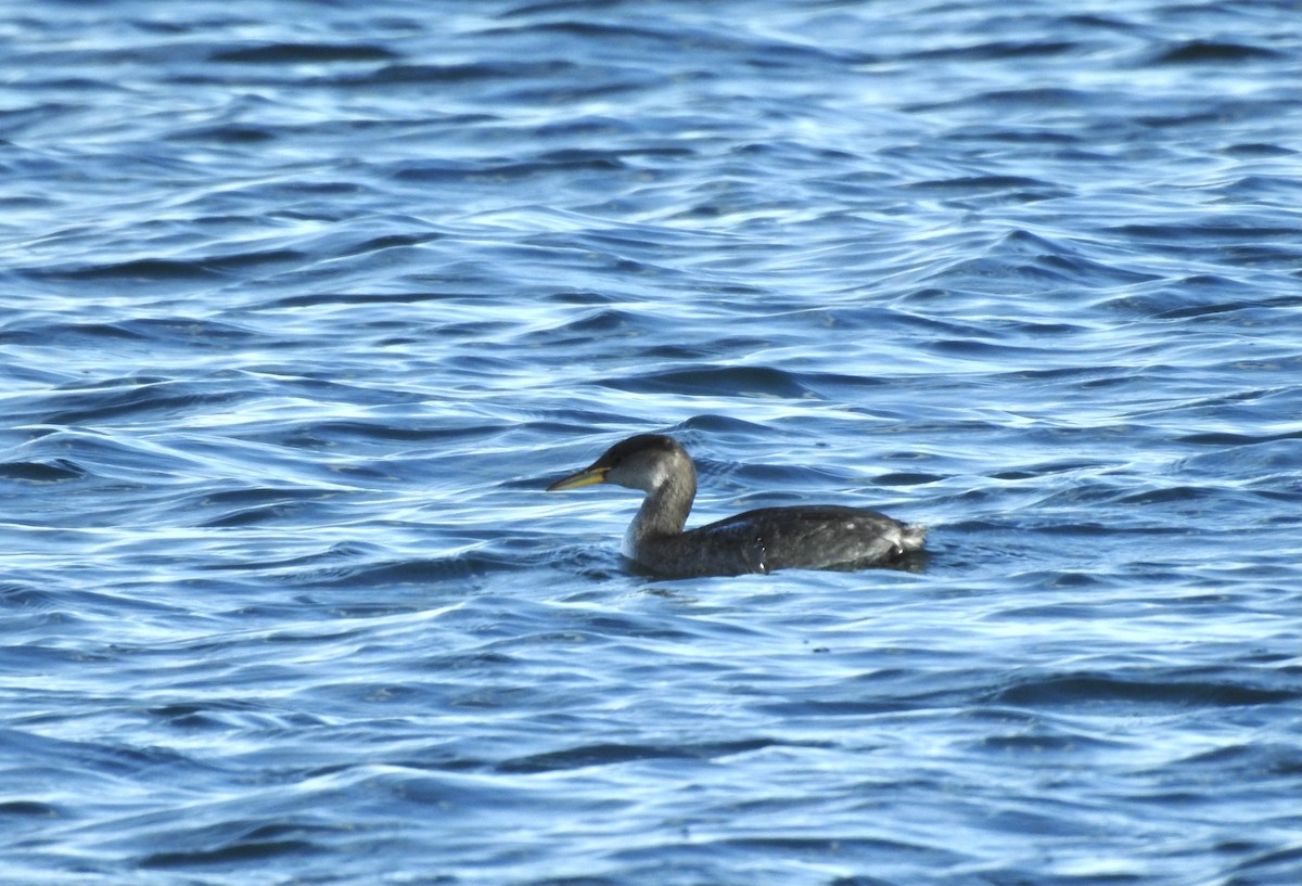 Red-necked Grebe - ML392334211