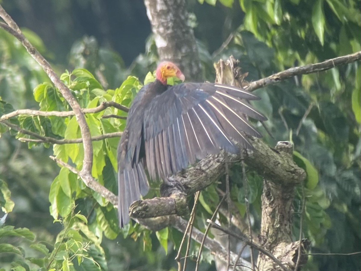 Greater Yellow-headed Vulture - ML392335631