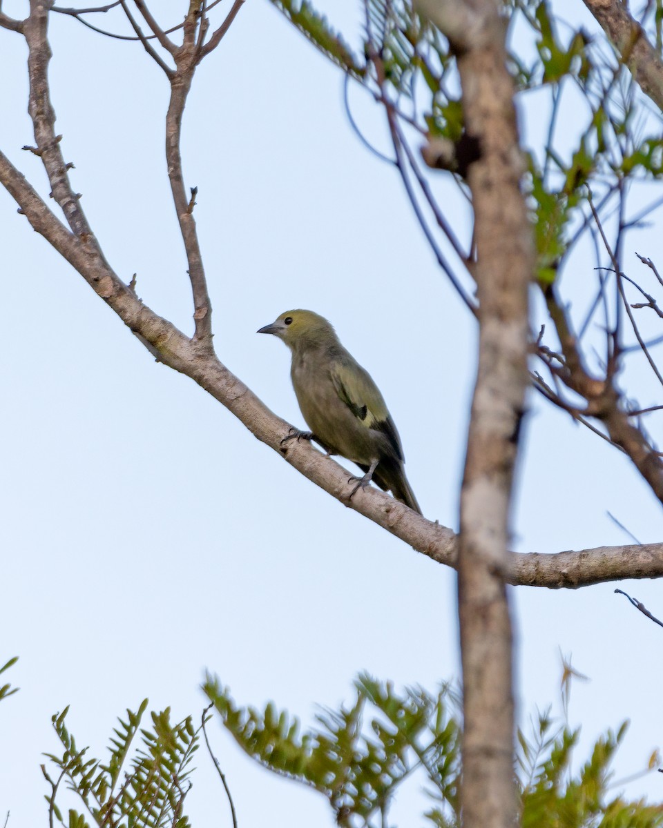 Palm Tanager - ML392341611