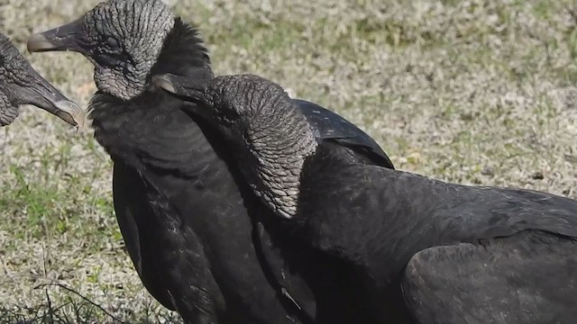 Black Vulture - ML392341651