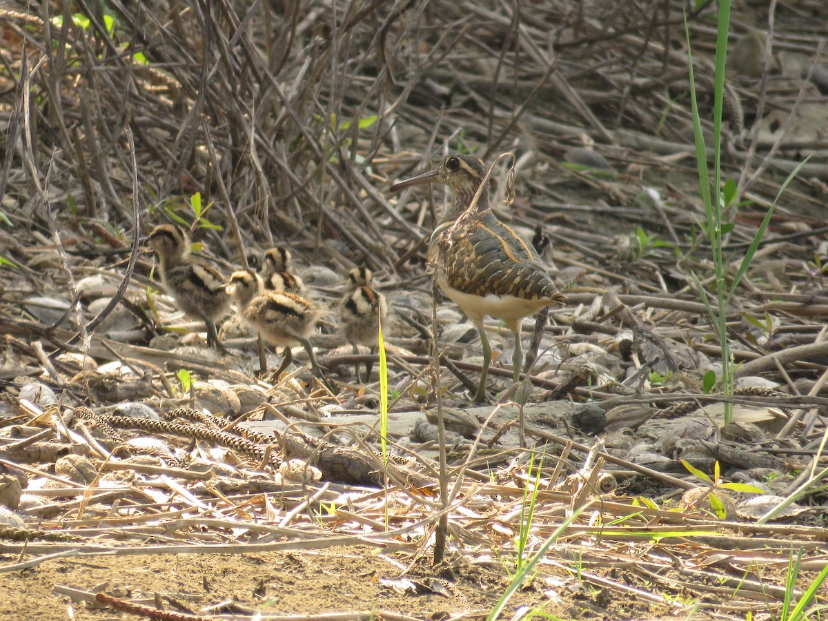 Greater Painted-Snipe - ML39234301