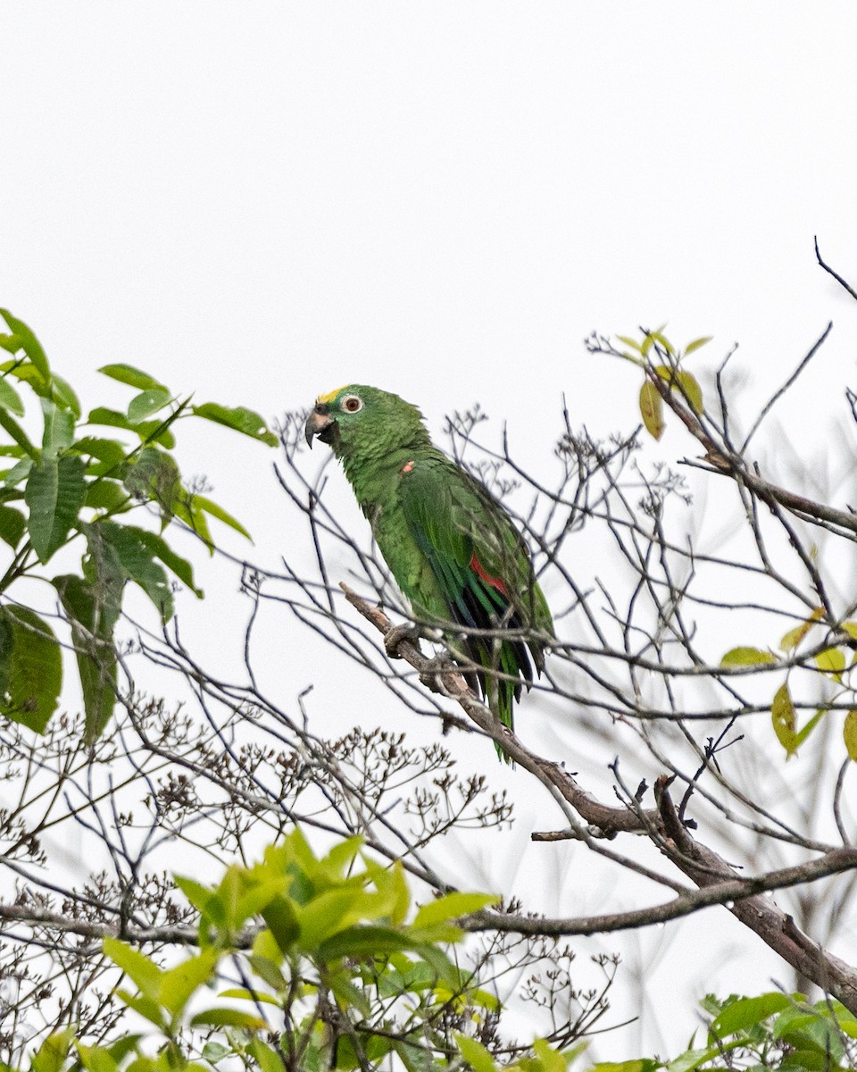 Yellow-crowned Parrot - ML392344051