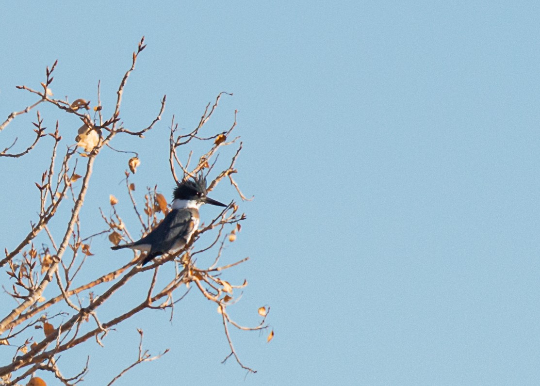 Belted Kingfisher - ML392346611