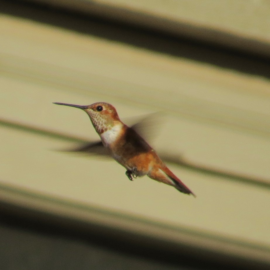 Rufous Hummingbird - ML392346881