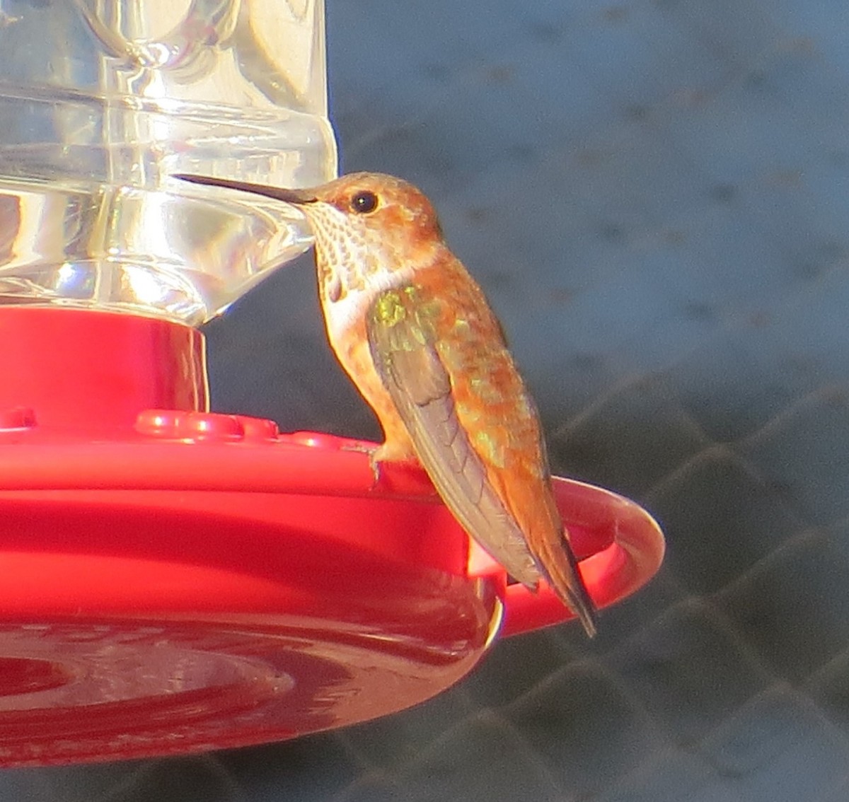 Rufous Hummingbird - ML392346971