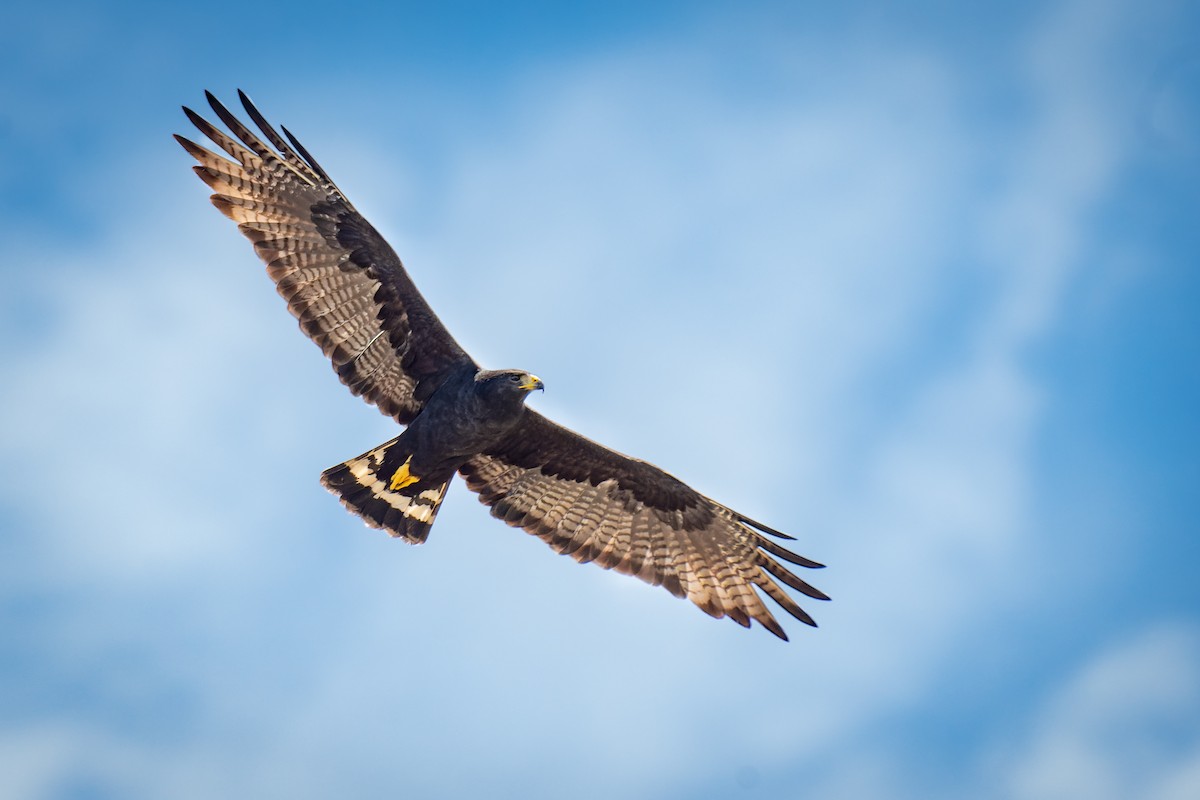 Zone-tailed Hawk - Alexander Montero