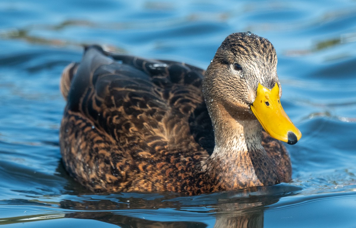 Mexican Duck - ML392349111