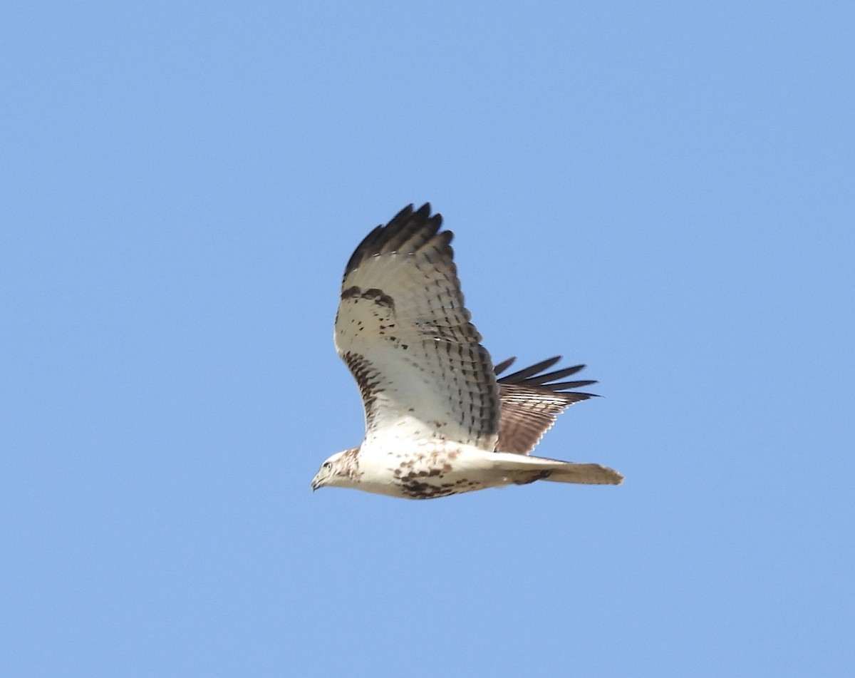 Red-tailed Hawk - ML392349231