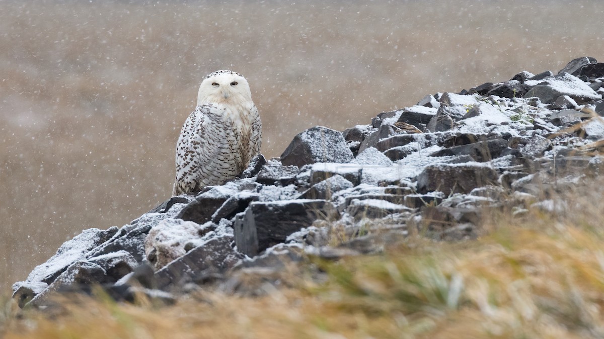 Snowy Owl - Lyall Bouchard