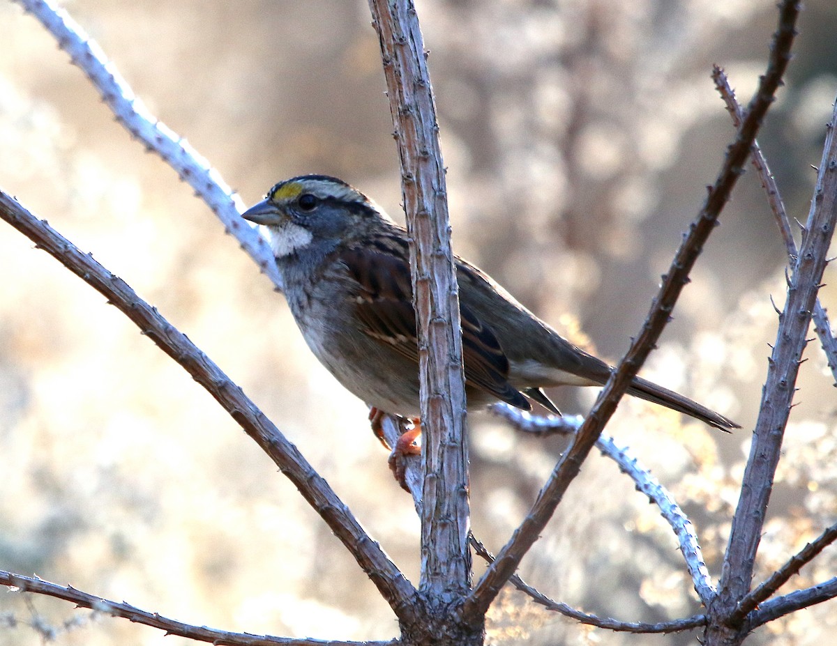 White-throated Sparrow - ML392349451