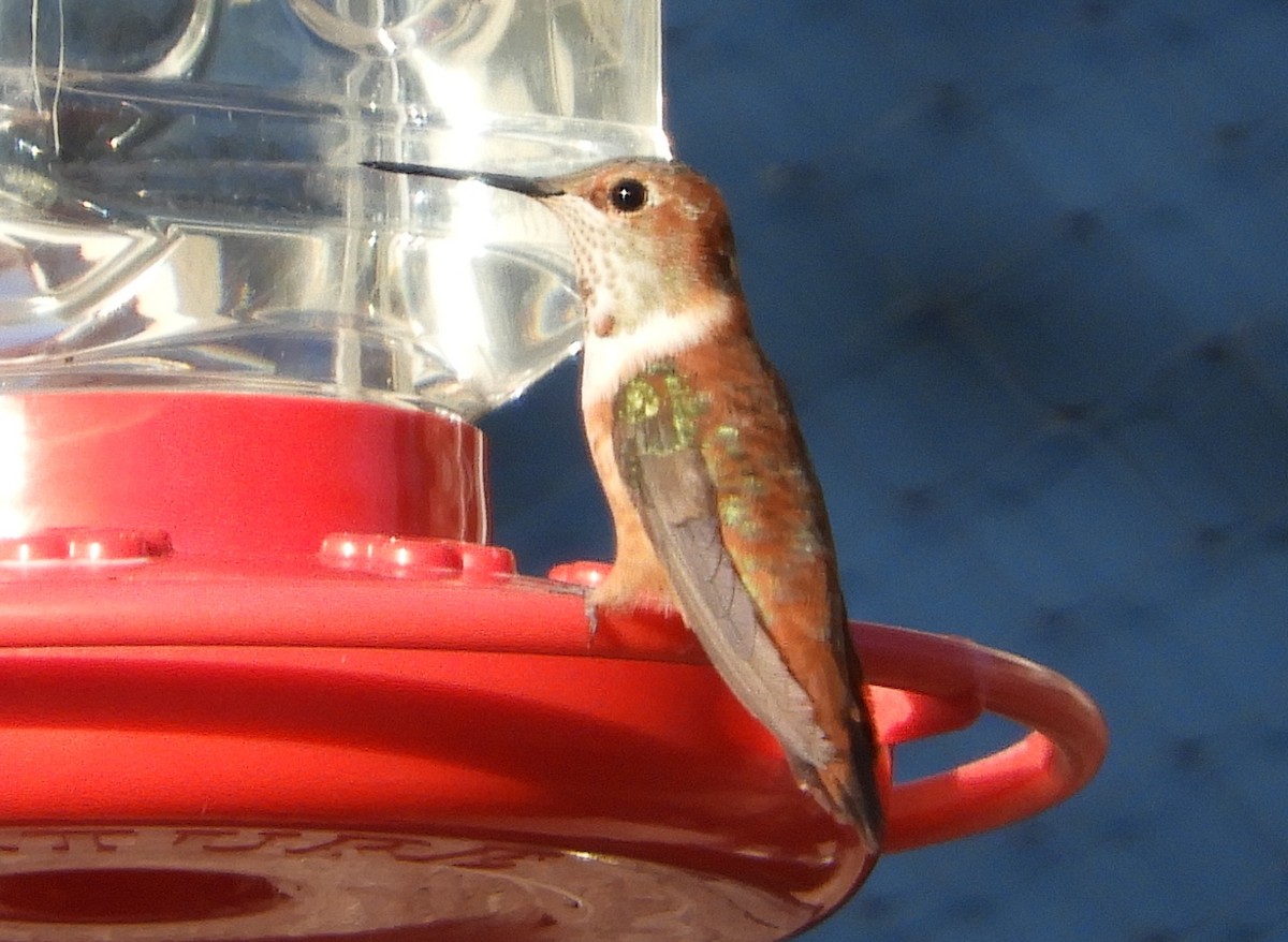 Rufous Hummingbird - ML392349711