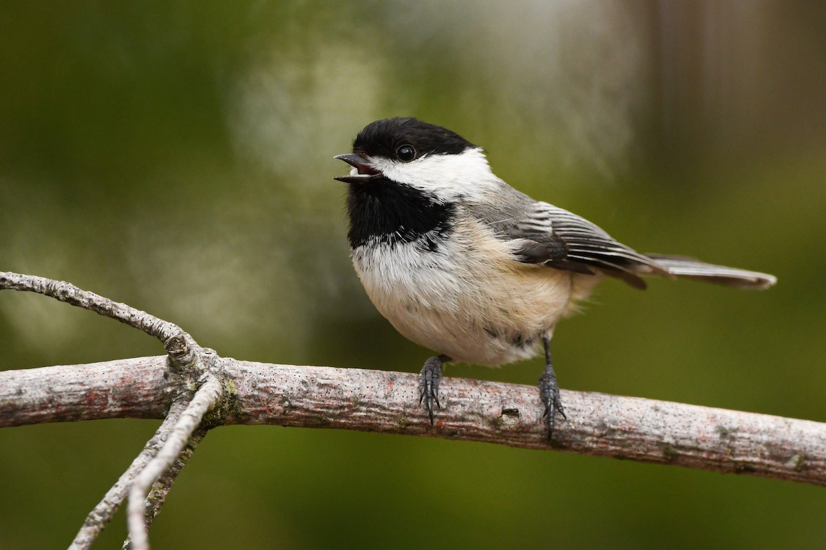 Black-capped Chickadee - Manny Salas