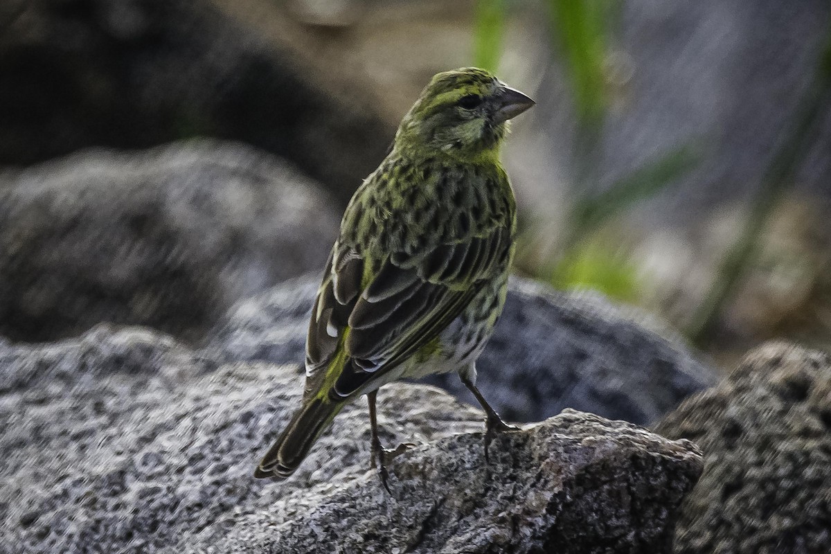 White-bellied Canary - ML392354991