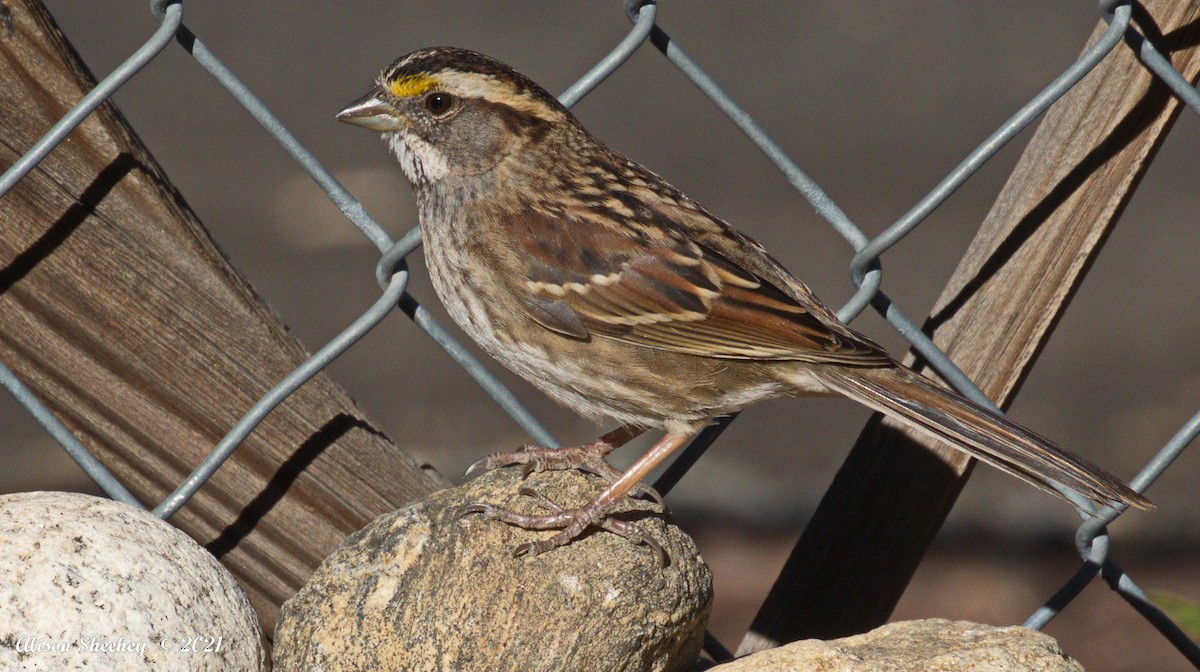 White-throated Sparrow - Alison Sheehey